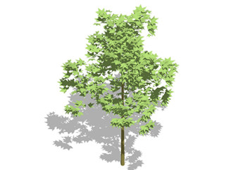 悬铃木乔木sketchup素材，景观绿植草图大师模型下载
