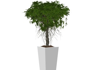 鸡爪槭盆栽植物su模型，园艺花草sketchup模型下载