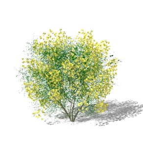 腊肠树灌木球su模型下载，灌木地被sketchup模型免费下载