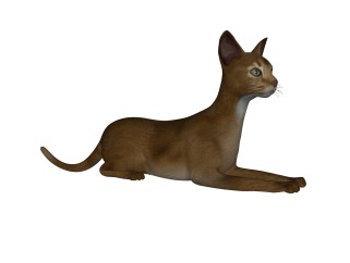 现代阿比西尼亚猫su模型，动物草图大师模型下载