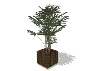 棕竹植物盆栽SU模型，盆栽草图大师模型下载