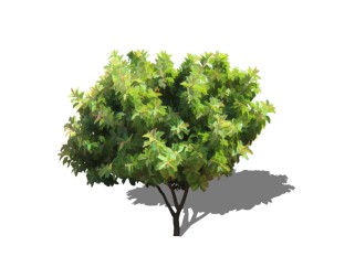 印度榕景观树免费su模型下载、景观树草图大师模型下载