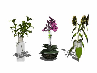 现代花瓶花卉盆栽组合sketchup模型，花瓶花卉盆栽skp文件下载