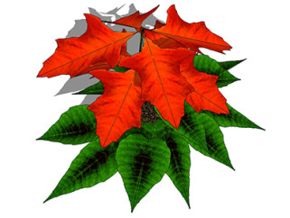 一品红盆栽草图大师模型，手绘绿植sketchup模型下载
