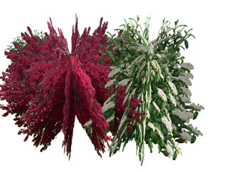 红花檵木灌木su素材，景观绿植草图大师模型下载