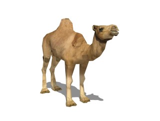 现代单峰骆驼草图大师模型，单峰骆驼sketchup模型免费下载