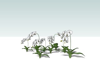 2D蝴蝶兰su模型下载，草图大师植物花模型分享