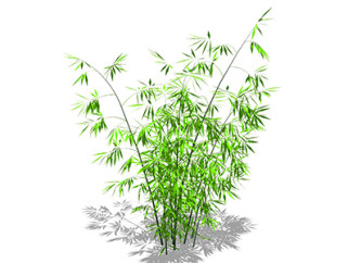 方竹植物su模型，景观绿植草图大师模型下载