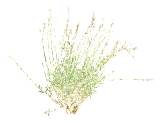 灯心草su模型免费下载，草图大师植物草模型分享