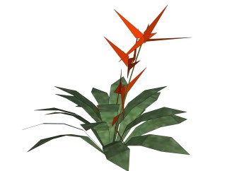 鹤望兰绿植sketchup模型，现代观叶植物skp文件下载