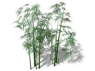 淡竹植物su模型，景观绿植草图大师模型下载