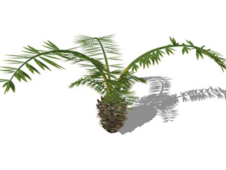 棕榈花草su素材，景观绿植草图大师模型下载