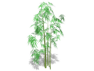 菲白竹植物su模型，景观绿植草图大师模型下载