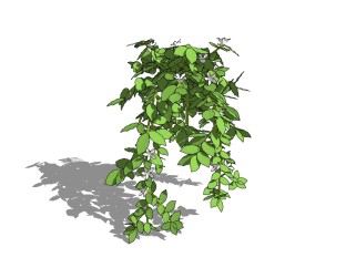 风车茉莉藤蔓植物sketchup模型免费下载，藤蔓风车茉莉skb模型分享