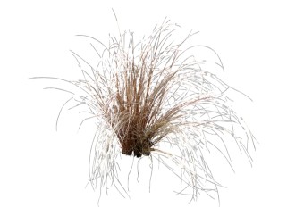 芦苇植物草su模型下载，草图大师植物芦苇模型分享