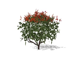 红叶石楠灌木球sketchup模型下载，灌木地被草图大师模型