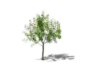 榉树景观树skp文件下载，植物榉树草图大师模型