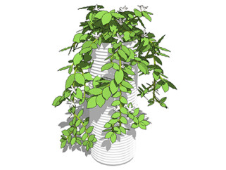 威灵仙盆栽sketchup模型，手绘绿植草图大师模型下载