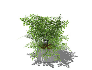 铁线蕨灌木su素材，景观绿植草图大师模型下载