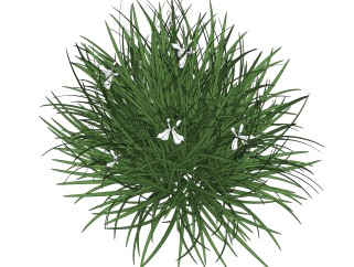 春剑灌木丛su模型，常绿灌木草图大师模型下载
