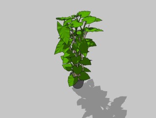 盆栽龟背竹的草图模型，室内植物草图大师模型下载