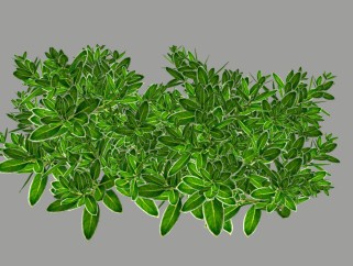 白马骨植物灌木草图大师模型，植物sketchup模型