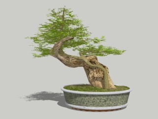 中式松树盆栽草图大师模型，盆栽sketchup模型