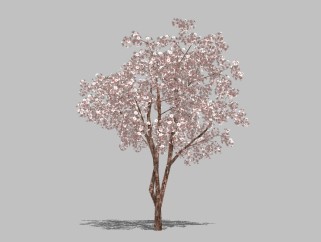 东京樱花景观树草图大师模型，景观树sketchup模型