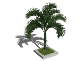 酒瓶椰子景观树草图大师模型，树sketchup模型