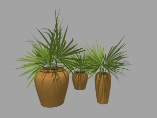 棕榈植物盆栽草图大师模型，盆栽棕榈sketchup模型
