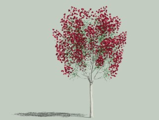 现代景观树草图大师模型，红叶树sketchup模型