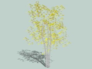 现代景观树草图大师模型，白桦树sketchup模型