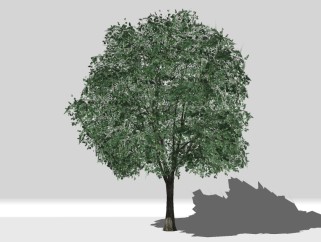 现代景观树草图大师模型，橄榄树sketchup模型