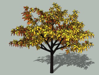 现代景观树草图大师模型，柿子树sketchup模型