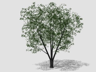 现代景观树草图大师模型，樟树sketchup模型