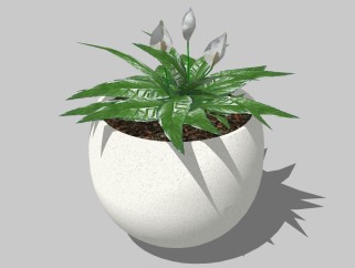 现代植物盆栽草图大师模型，白鹤芋sketchup模型