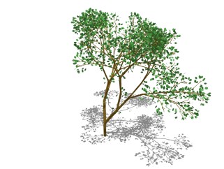 现代景观树草图大师模型，香樟sketchup模型