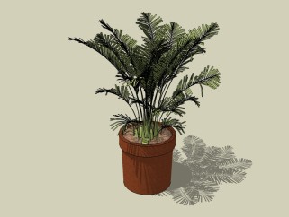 现代植物盆栽草图大师模型，铁树sketchup模型