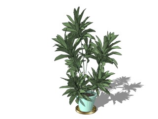 现代植物盆栽草图大师模型，菜豆树sketchup模型