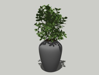 现代植物盆栽草图大师模型，绿宝sketchup模型
