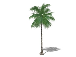 现代椰子树草图大师模型，椰子树sketchup模型