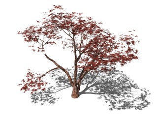 现代景观树草图大师模型，枫树sketchup模型