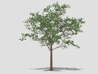 现代景观树草图大师模型，荷花玉兰sketchup模型