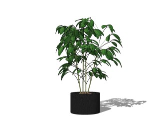 现代植物盆栽草图大师模型，瓜栗sketchup模型
