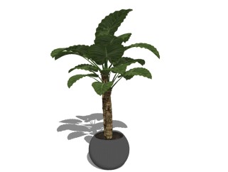 现代植物盆栽草图大师模型，绿霸王sketchup模型