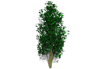 现代景观树草图大师模型，李子树sketchup模型