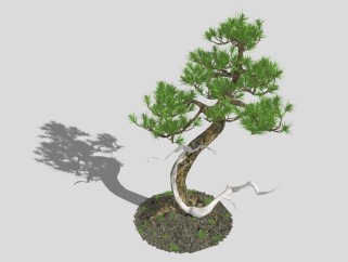 中式松树盆栽草图大师模型，黑松sketchup模型