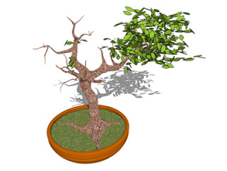 榕树盆栽草图大师模型，手绘绿植sketchup模型下载