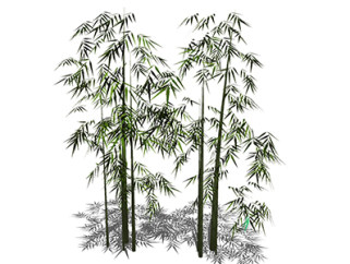 篌竹植物su模型，景观绿植草图大师模型下载