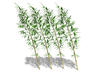 多枝玉山竹植物su模型，景观绿植草图大师模型下载